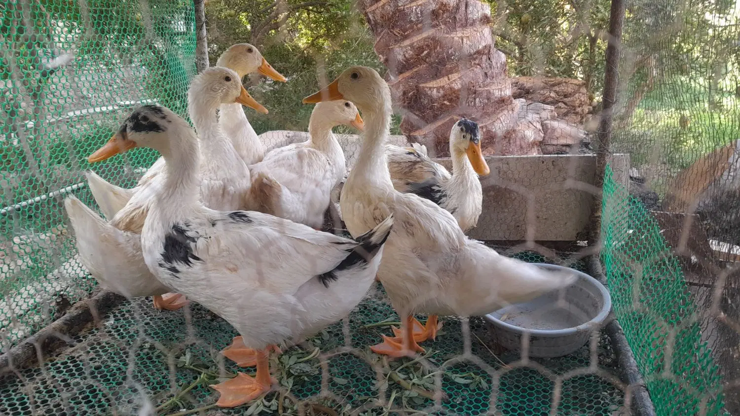 اردک|حیوانات مزرعه|اردکان, |دیوار