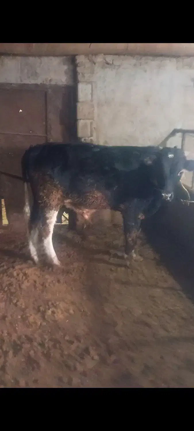 گوساله نر|حیوانات مزرعه|قیدار, |دیوار