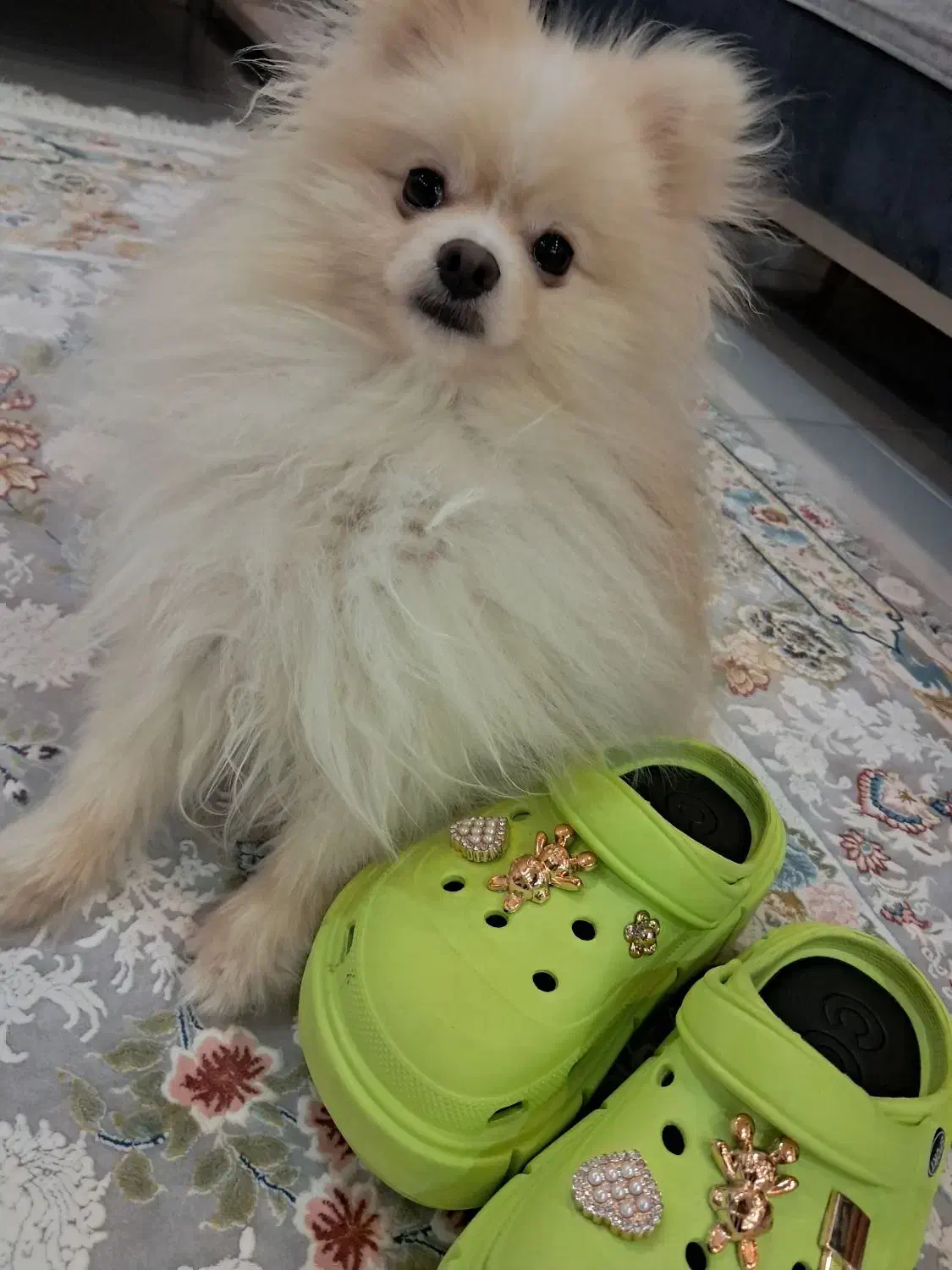 واگذاری سگ پامرانین|سگ|بندرعباس, |دیوار