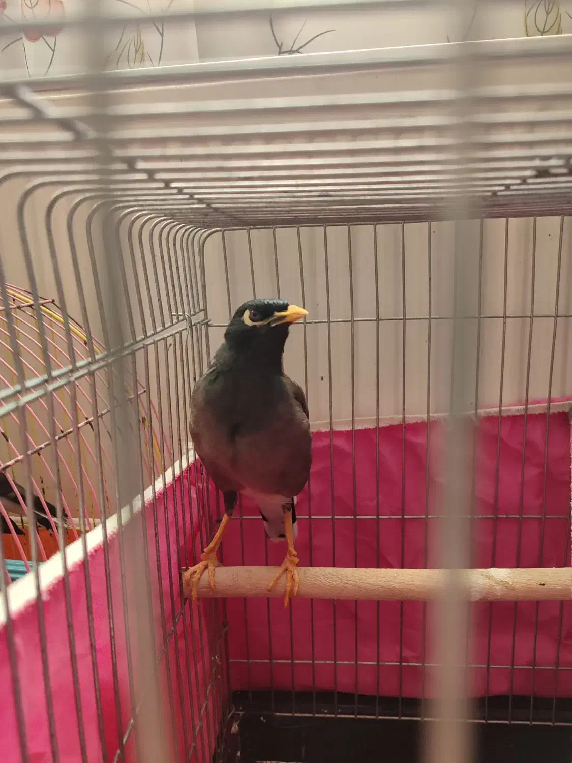 مرغ مینا سخنگو|پرنده|اندیشه, اندیشه فاز ۳|دیوار