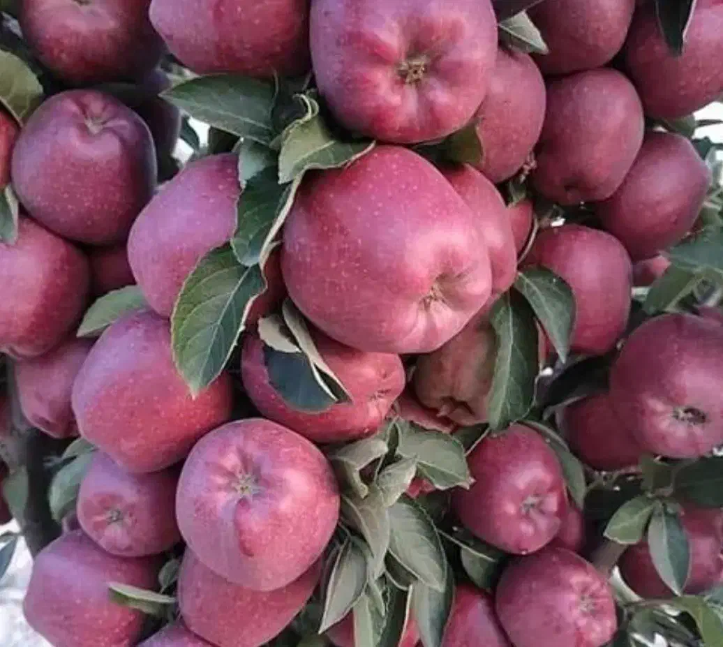 بزرگترین نهالستان(واقع در شمال غرب کشور)|خدمات باغبانی و درختکاری|بروجرد, |دیوار