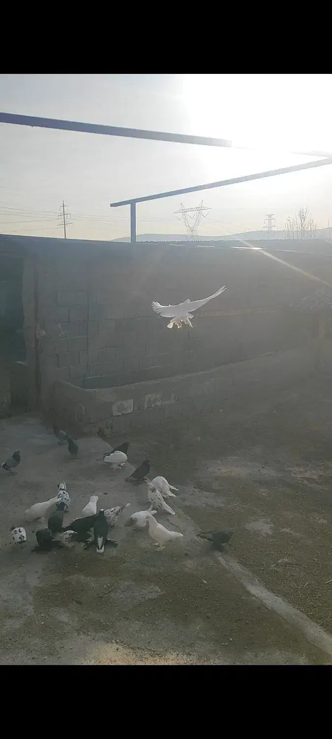 کبوترلوتی گم شده نر|پرنده|باسمنج, |دیوار