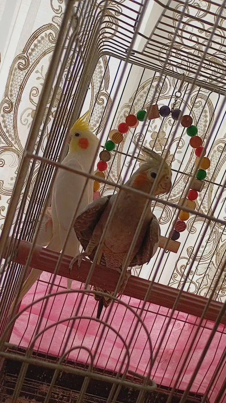 یک جفت عروس هلندی با قفس و تمام لوازم|پرنده|خرمدره, |دیوار