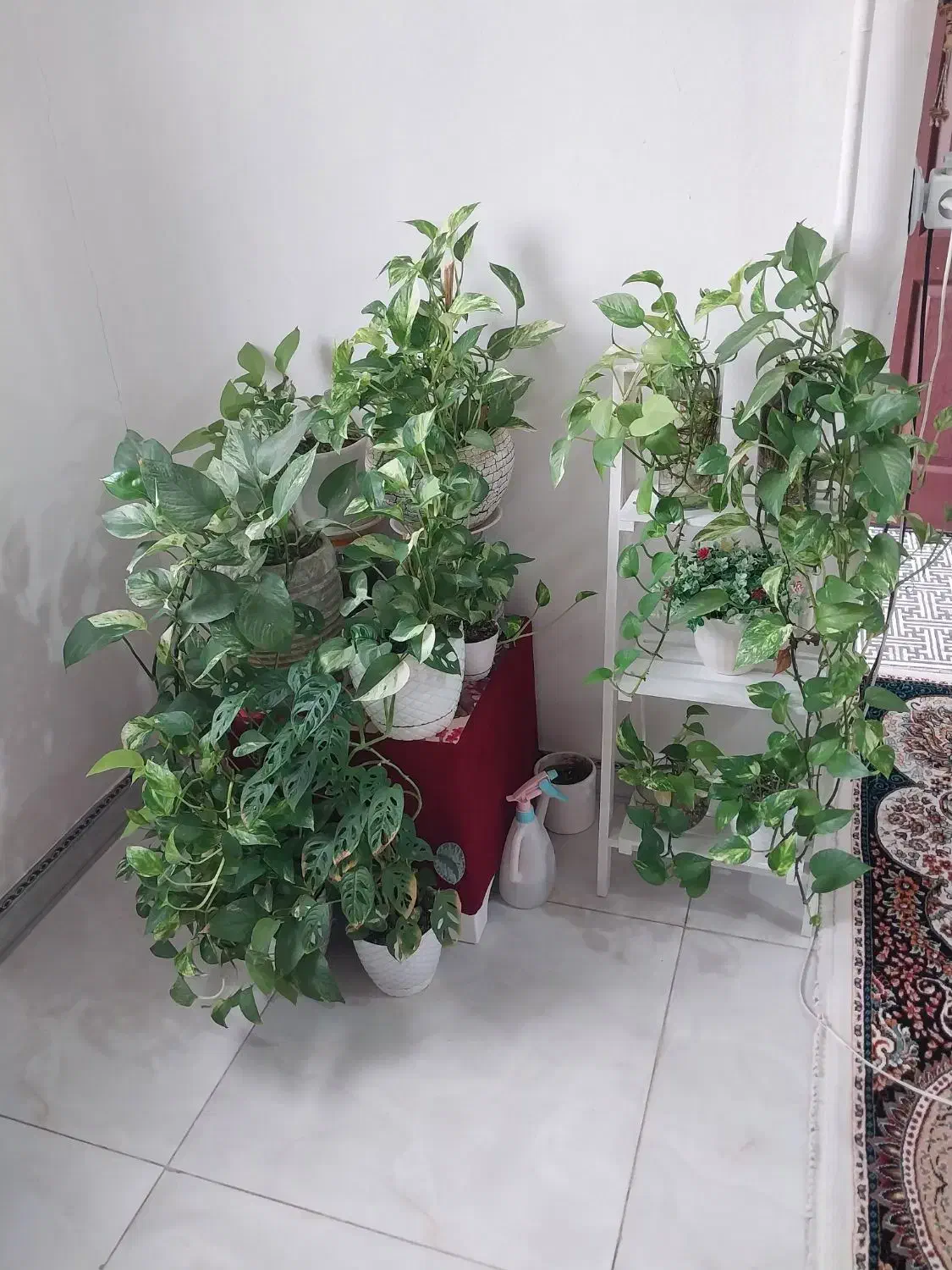 گل پتوس|گل و گیاه طبیعی|رشت, پل تالشان|دیوار
