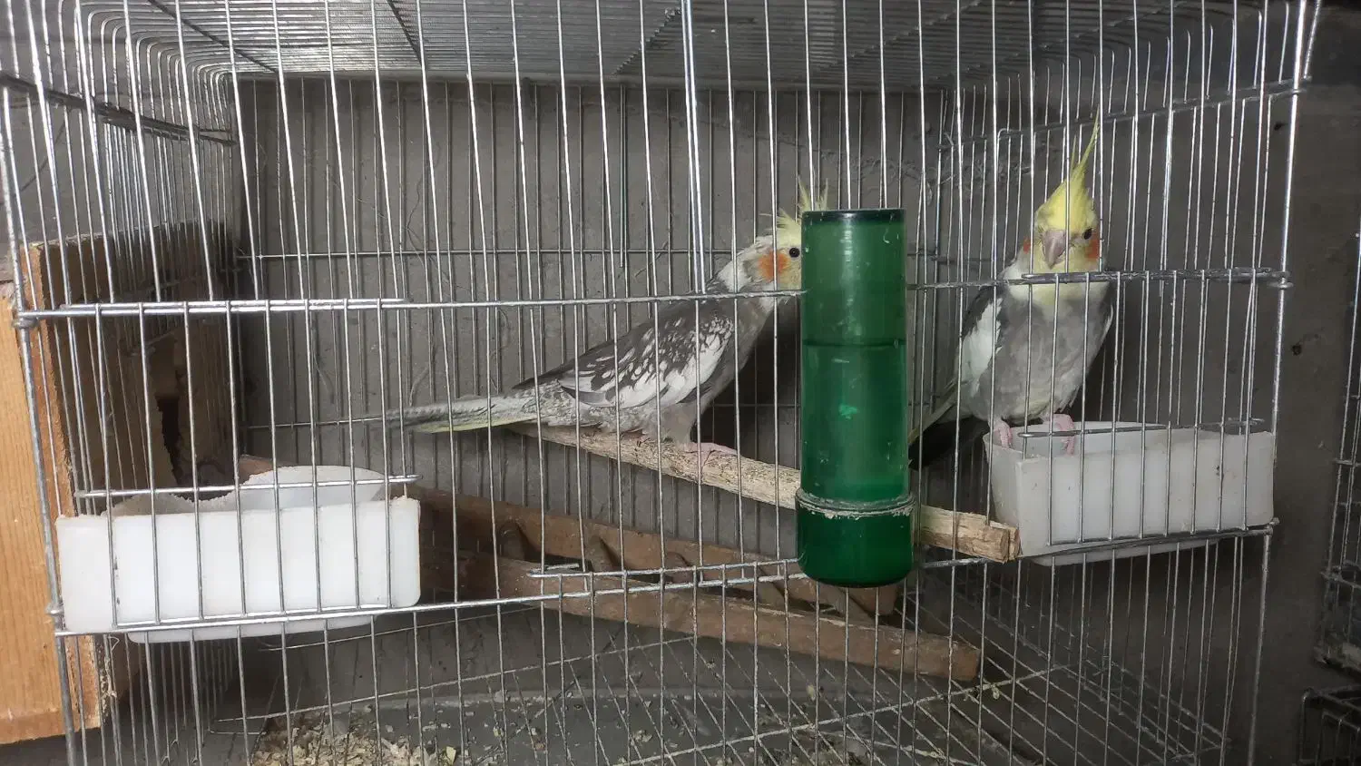 جفت راهب لوتینو جوان حلقه پا چهل وپنج میلیون|پرنده|لاهیجان, گلستان|دیوار