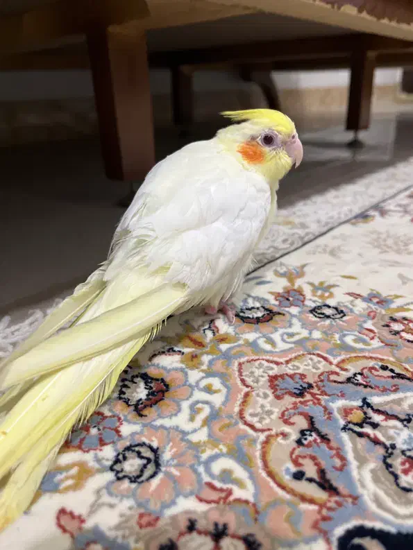 جوجه عروس هلندی|پرنده|قائمشهر, |دیوار