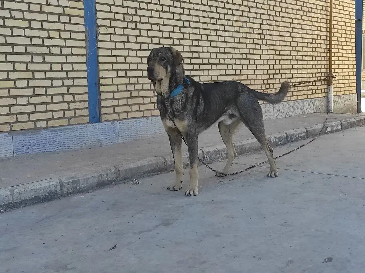 سگ عراقی پژدر کردی|سگ|اشتهارد, |دیوار