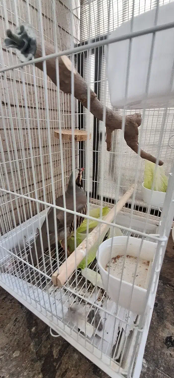 بلدرچین|پرنده|تهران, جوانمردان (اندیشه)|دیوار