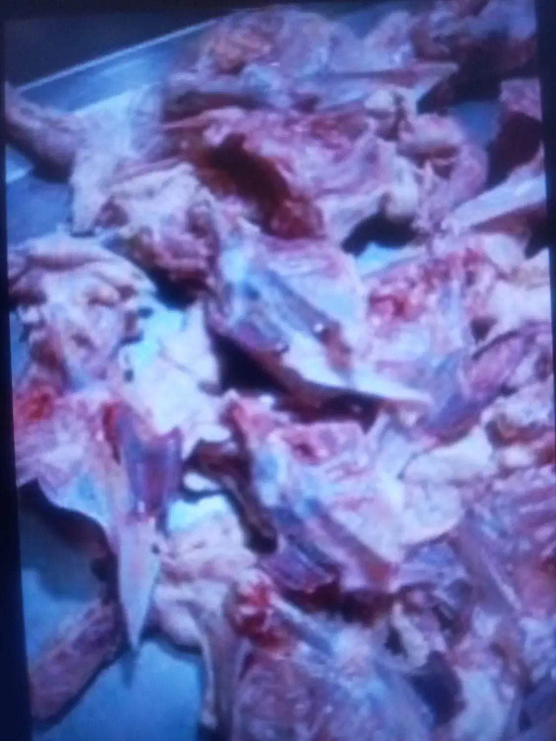 اسکلت وگردن مرغ|حراج|مسجد سلیمان, |دیوار