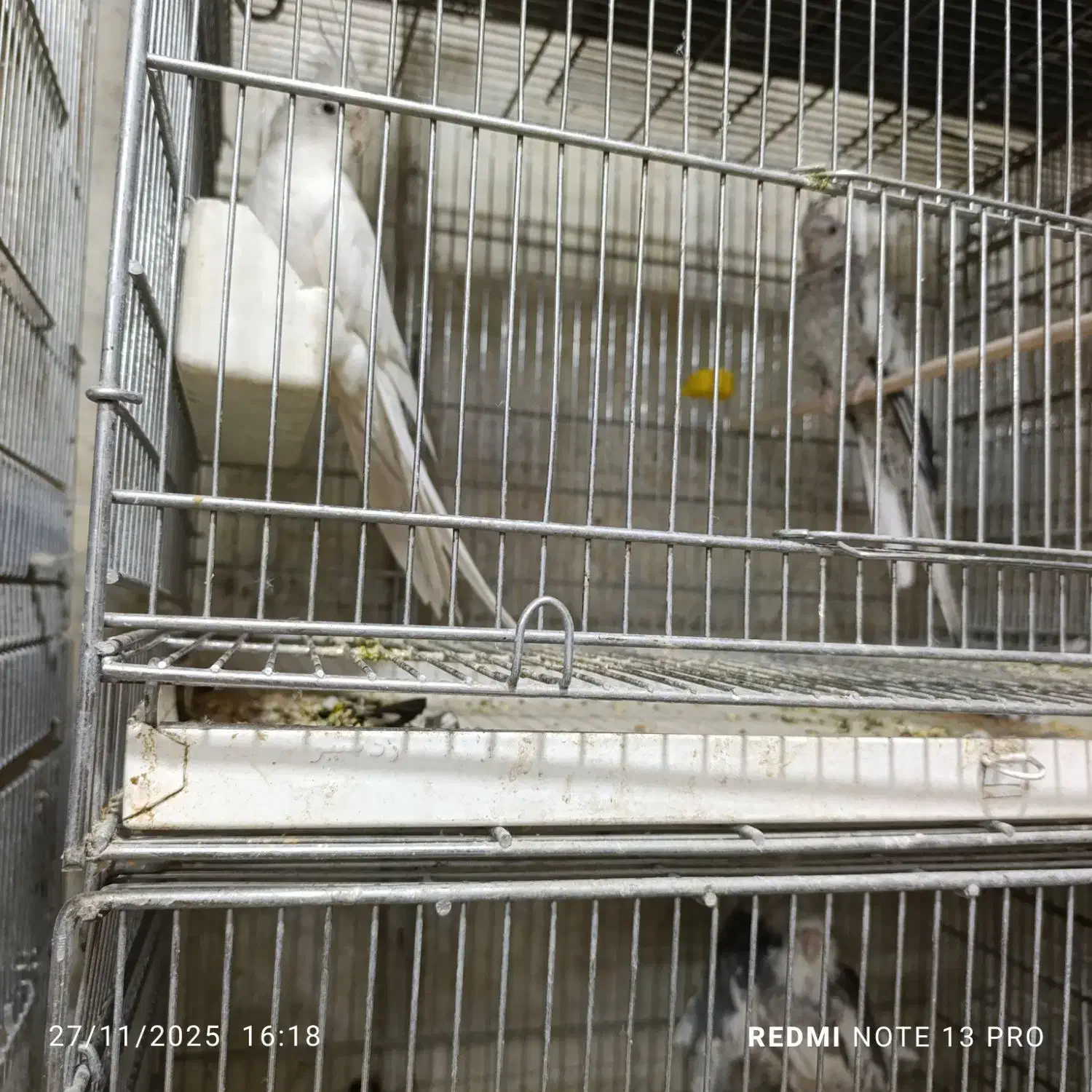 عروس هلندی|پرنده|فشاپویه, |دیوار