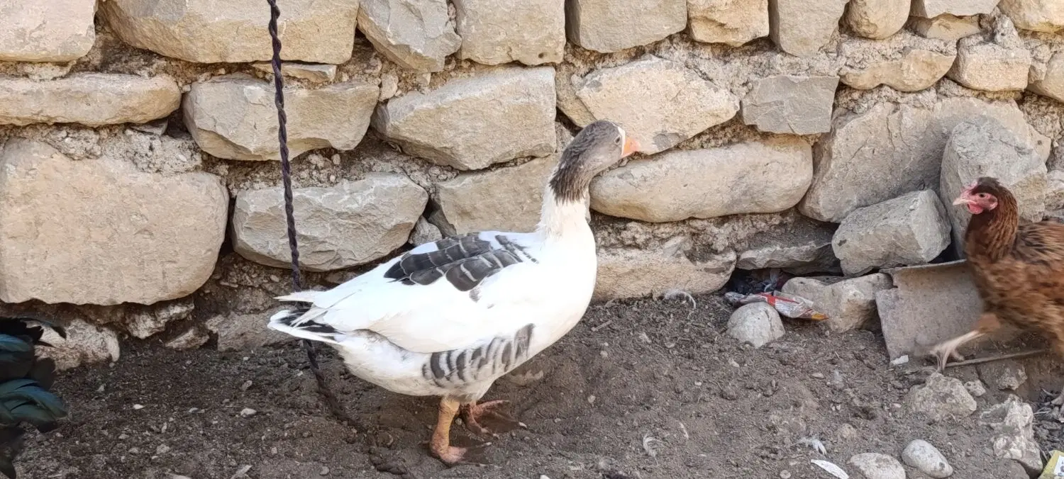 غاز|حیوانات مزرعه|مسجد سلیمان, |دیوار