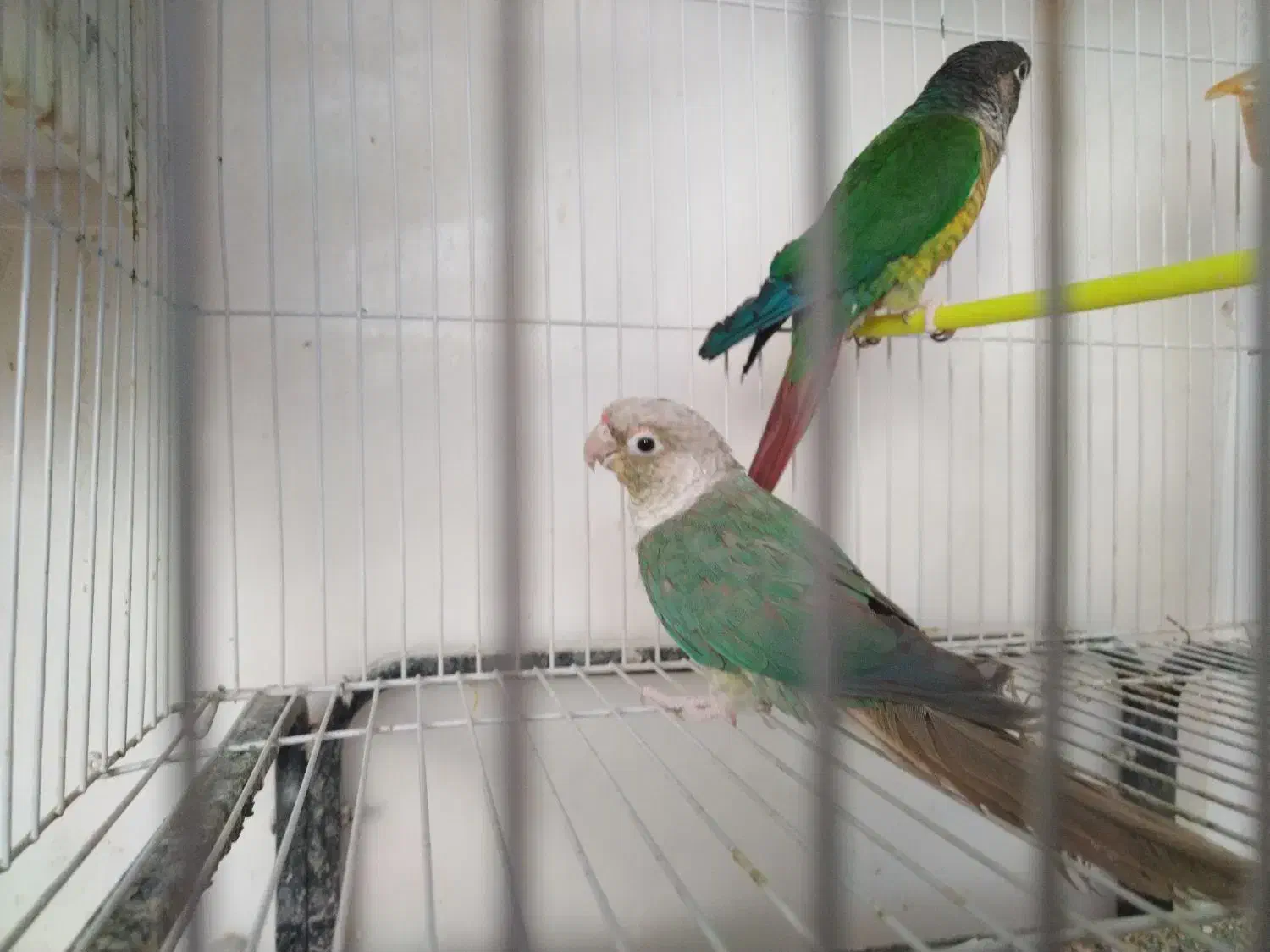 گرینچیک معاوضه ردچیک. خورشیدی شاهطوطی ملنگو|پرنده|مشهد, شهید قربانی|دیوار