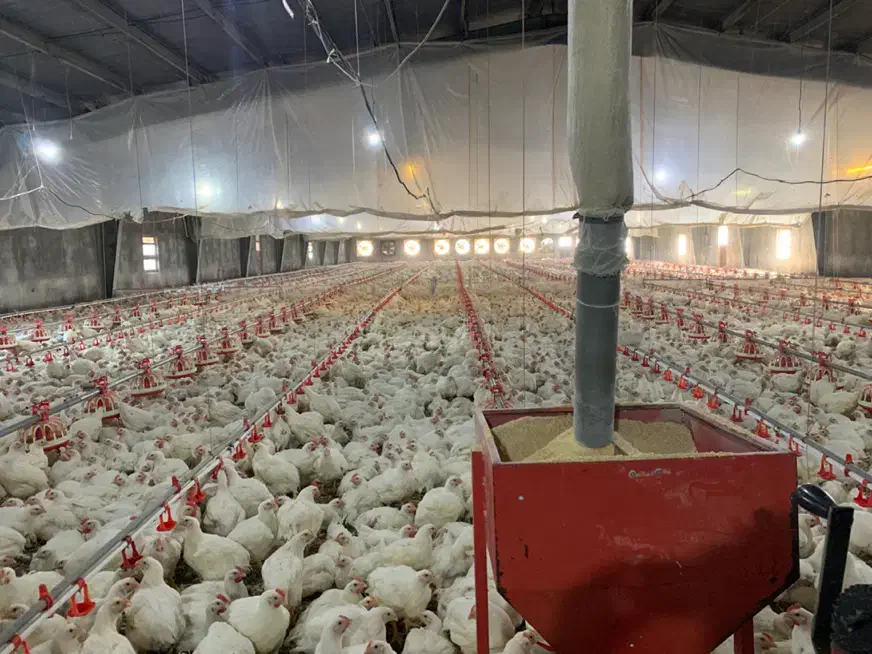 استخدام کارگر مرغداری|استخدام صنعتی، فنی، مهندسی|میناب, |دیوار