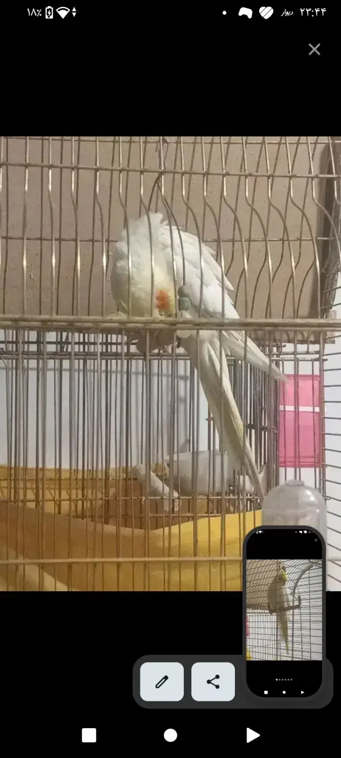 ت ارزونی فوری|پرنده|ماهدشت, |دیوار