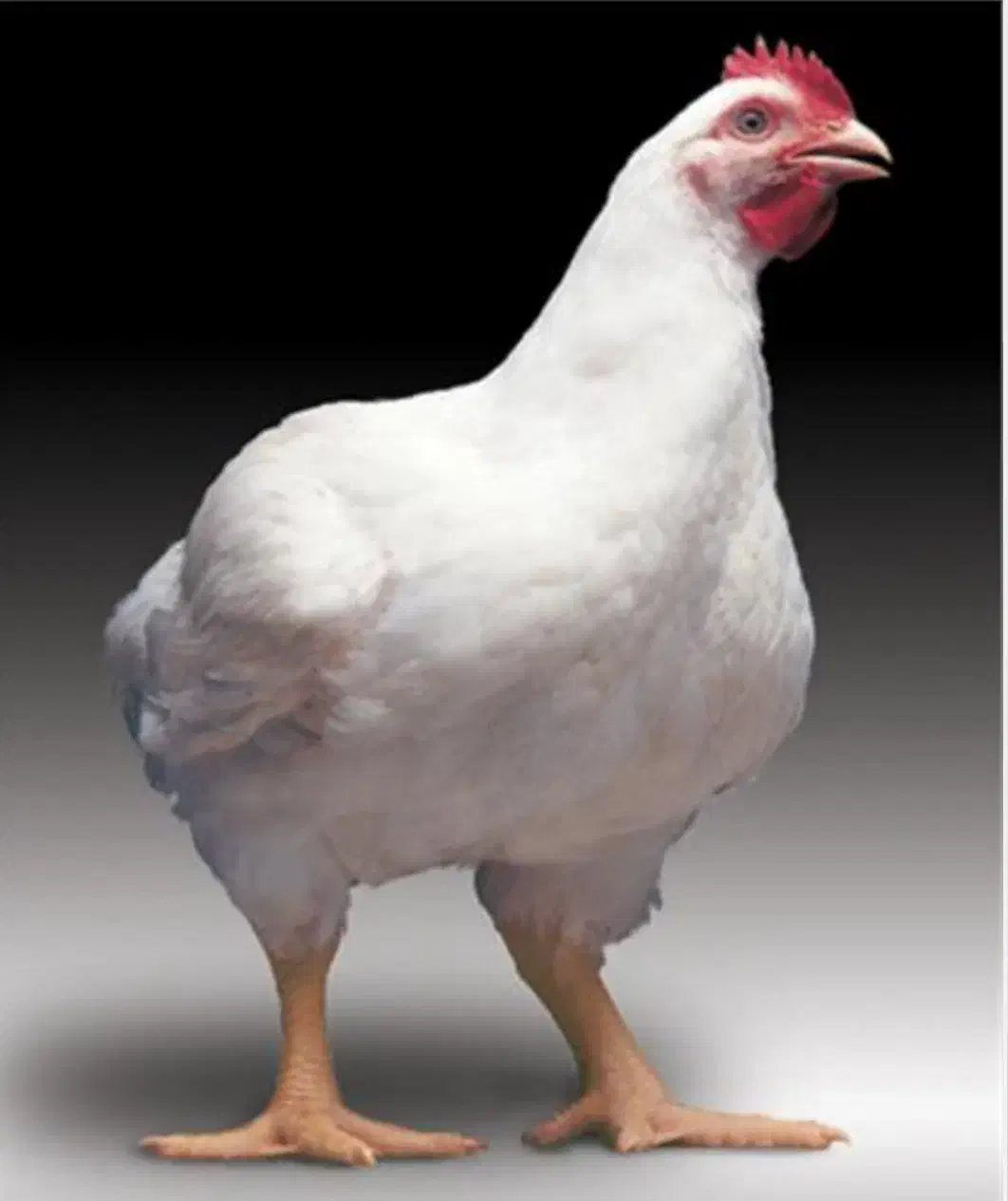 مرغ زنده وپرکنده ارسال رایگان|حیوانات مزرعه|کوهدشت, |دیوار