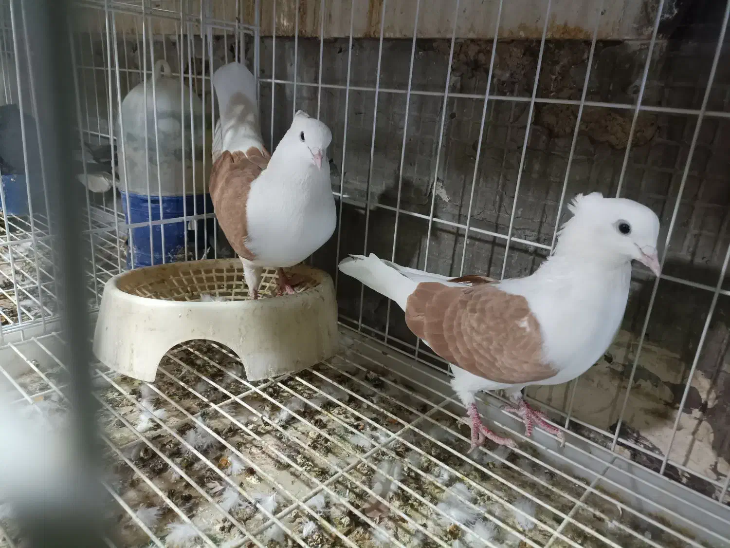 دوکت همه رنگ|پرنده|بندر ماهشهر, |دیوار