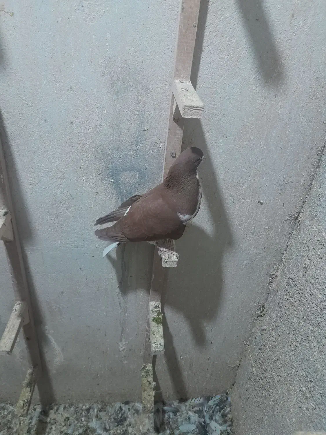کبوتر شهری|پرنده|کازرون, |دیوار