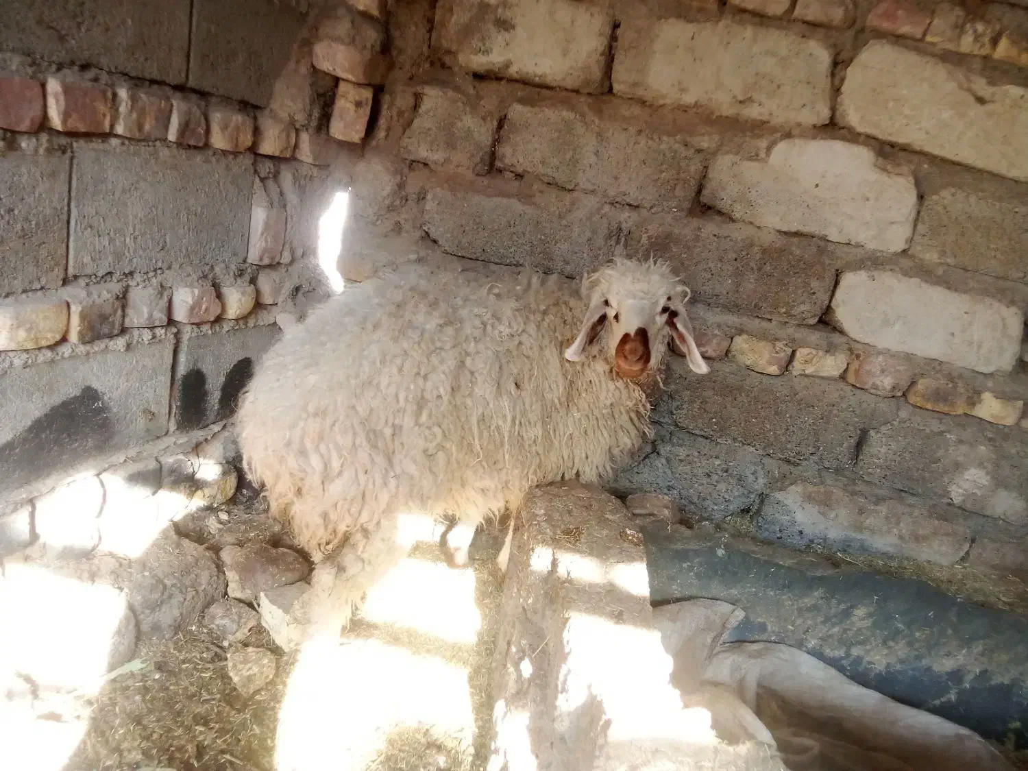 بره|حیوانات مزرعه|نیمروز, |دیوار