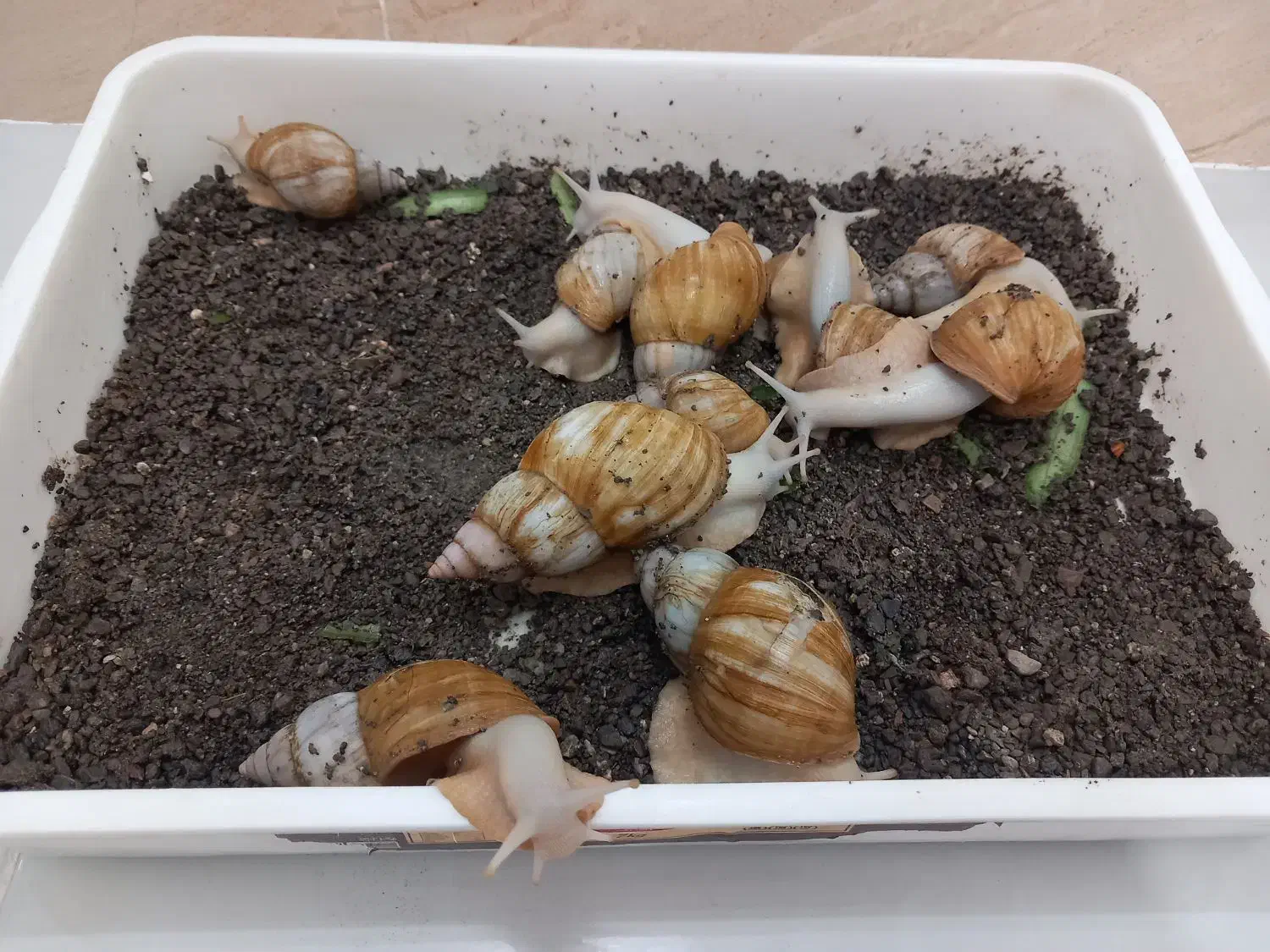 ۱۰ عدد حلزون|خزنده|سبزوار, پیروزی|دیوار