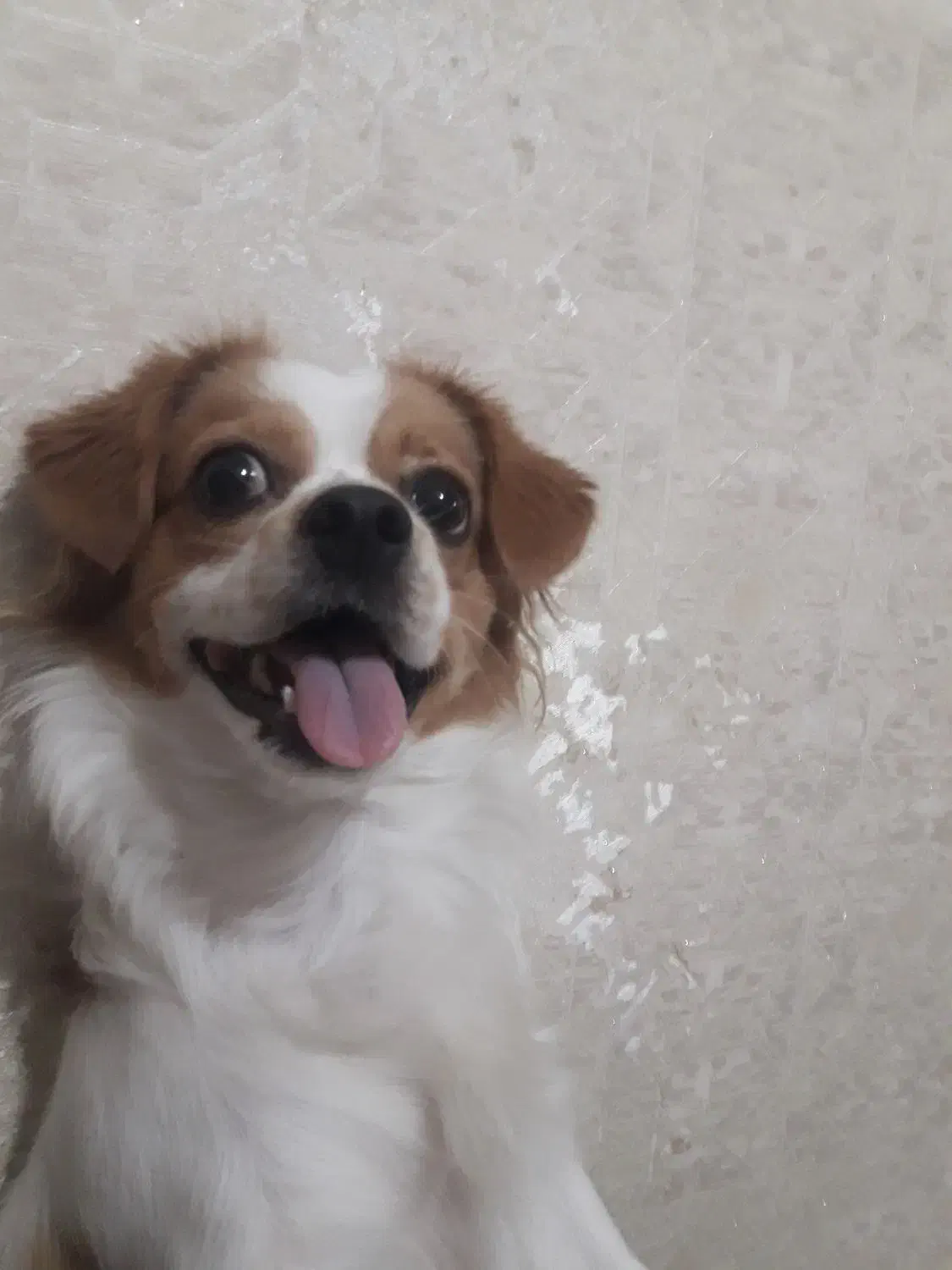 به دلیل مهاجرت‌دوتاپامر روباهی اصیل|سگ|مشهد, رستگار|دیوار