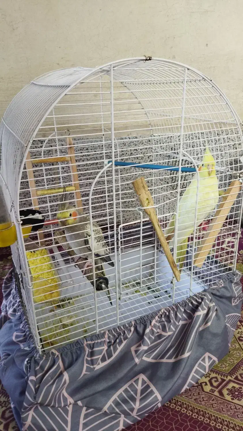 یه جفت عروس هلندی|پرنده|نسیمشهر, |دیوار