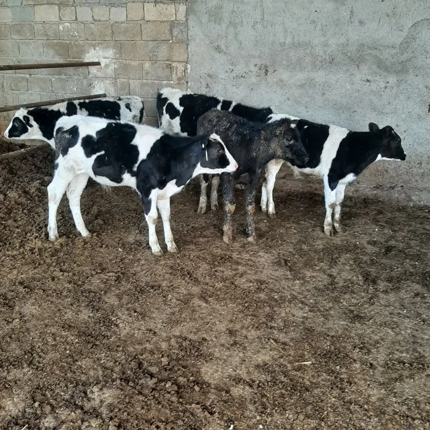 گاو گوساله|حیوانات مزرعه|مرودشت, رامجرد یک|دیوار