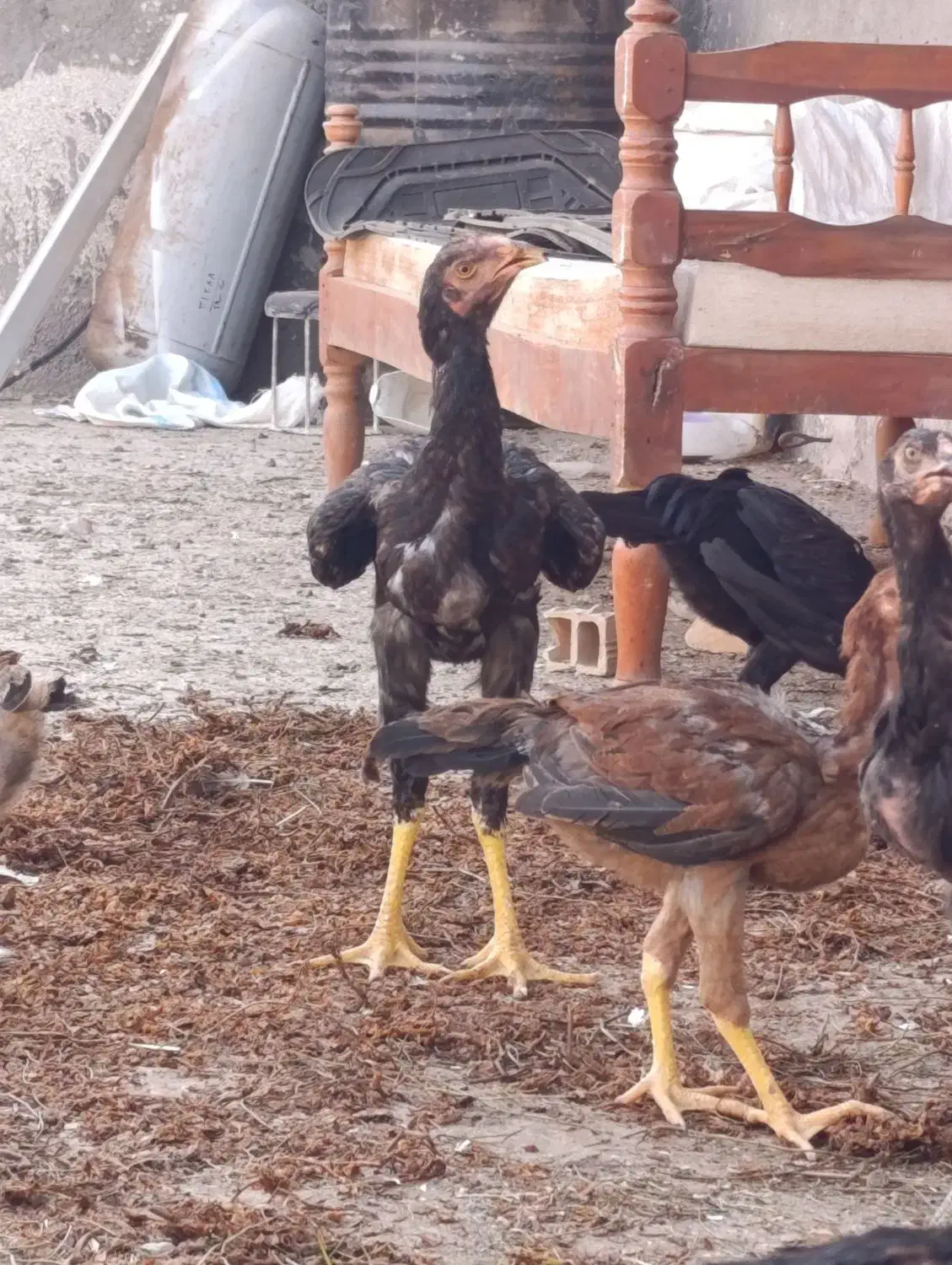 مرغ لاری .جوجه لاری .لاری .جوجه .خروس لاری|حیوانات مزرعه|قزوین, |دیوار