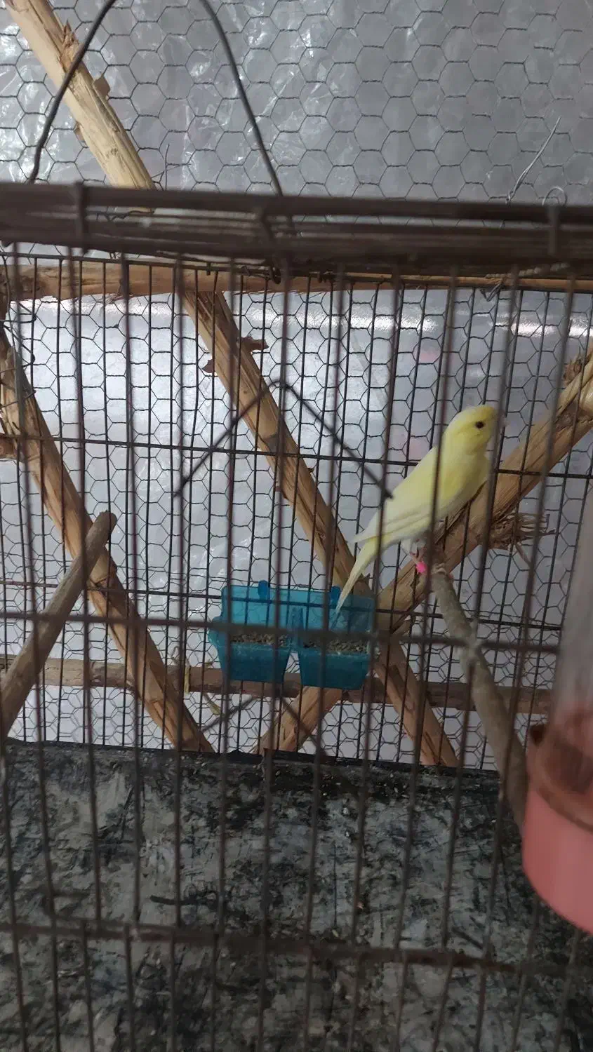 فروش قناری موزایکی|پرنده|آمل, |دیوار