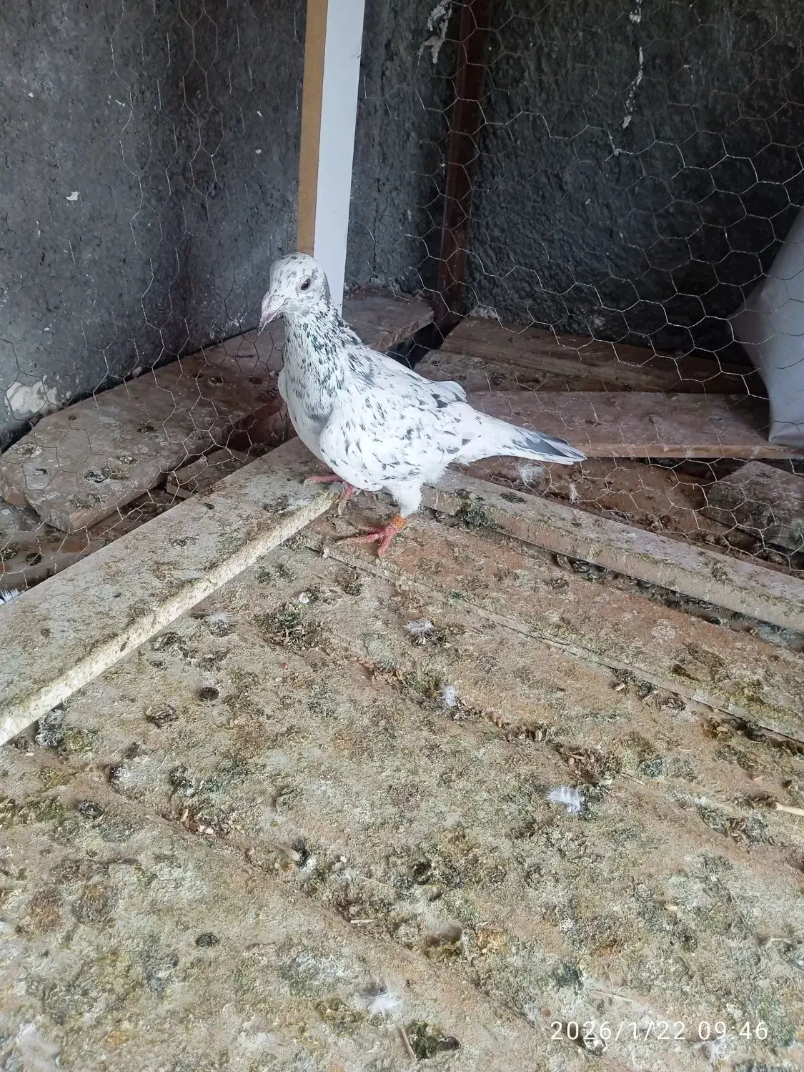 کفتر|پرنده|تربت جام, شاهد|دیوار