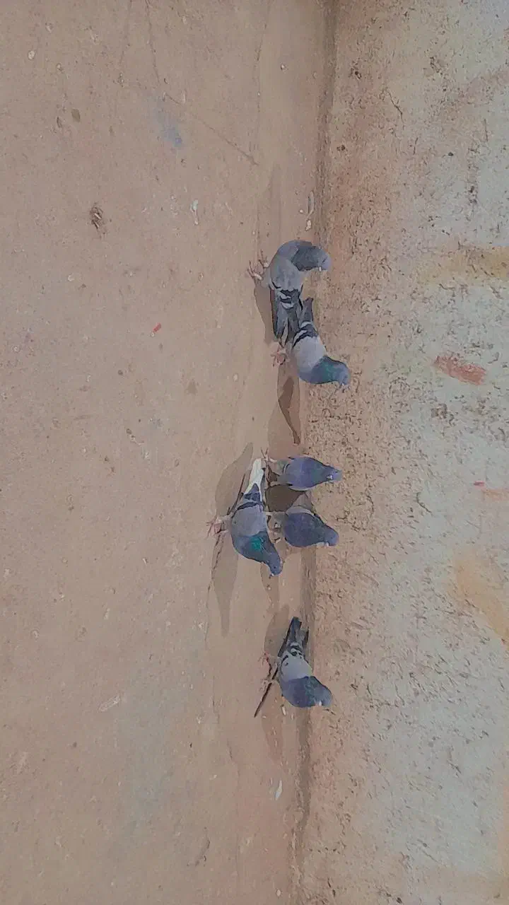 کبوتر پر|پرنده|بروجن, |دیوار