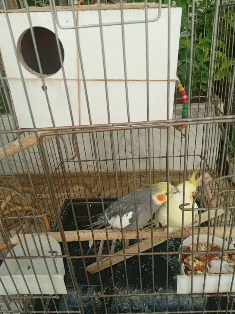 عروس هلندی|پرنده|اسلامشهر, شهرک قائمیه|دیوار