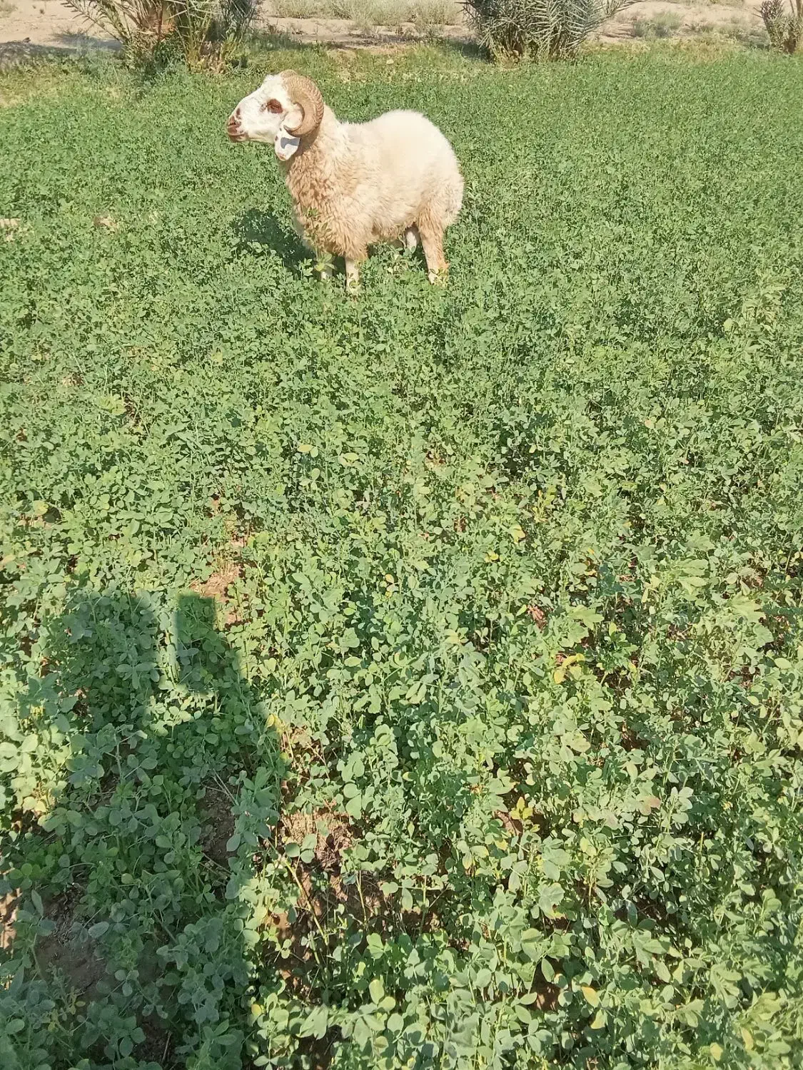 گوچ|حیوانات مزرعه|قلعه گنج, |دیوار