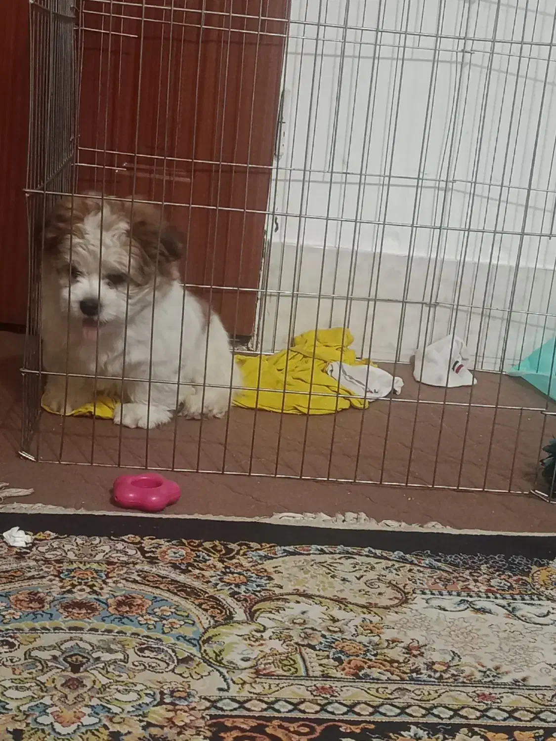 سگ شیتزو فلت|سگ|مشهد, رده|دیوار