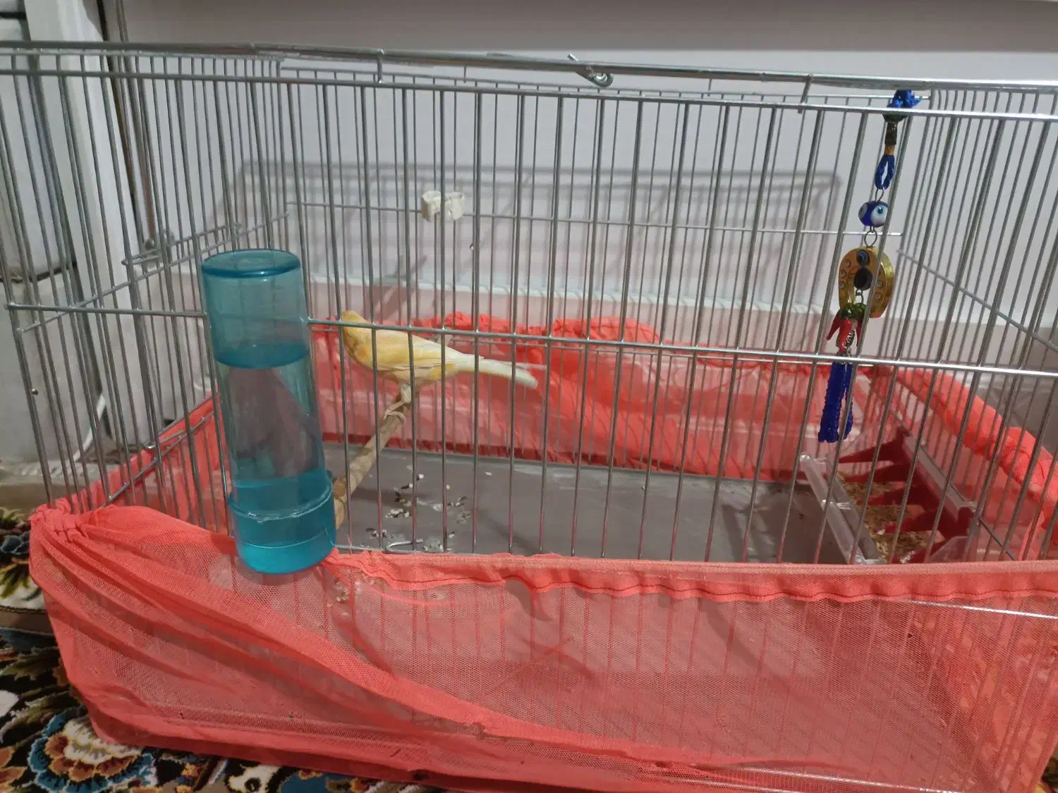 قناری|پرنده|اسلام‌شهر, شهرک انبیا|دیوار