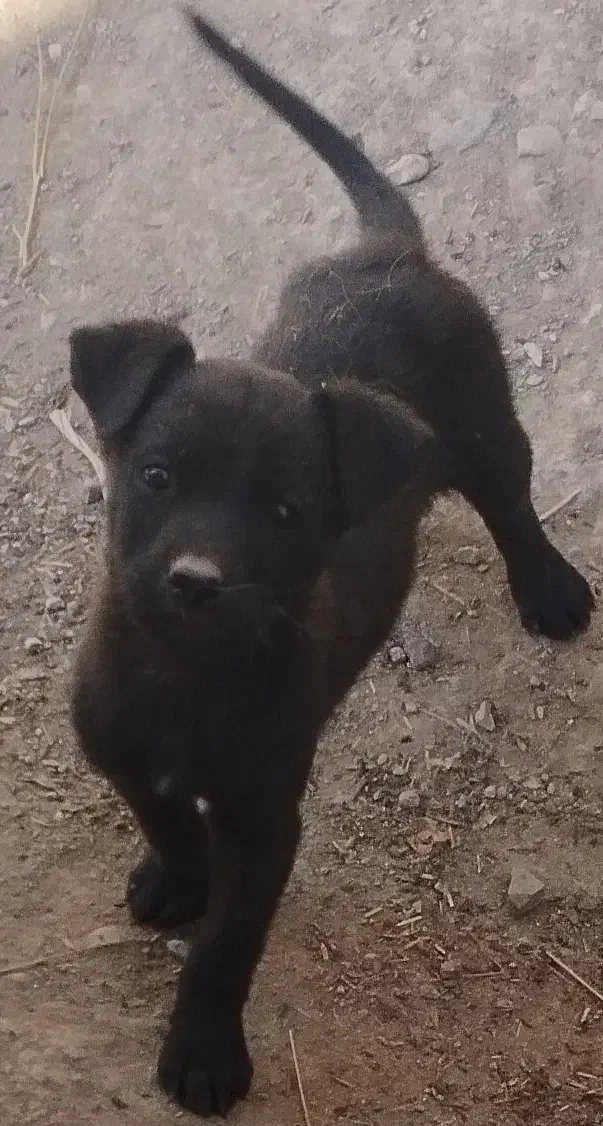 پیتبول|سگ|بازرگان, |دیوار