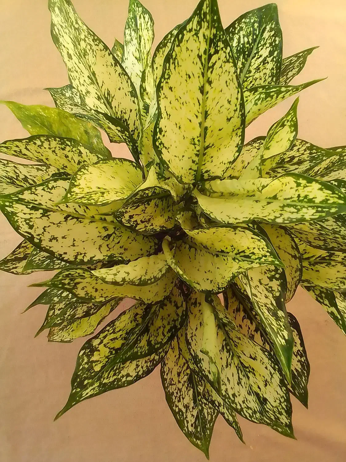 فروش گل آپارتمانی و زینتی|گل و گیاه طبیعی|تالش, هشتپر|دیوار