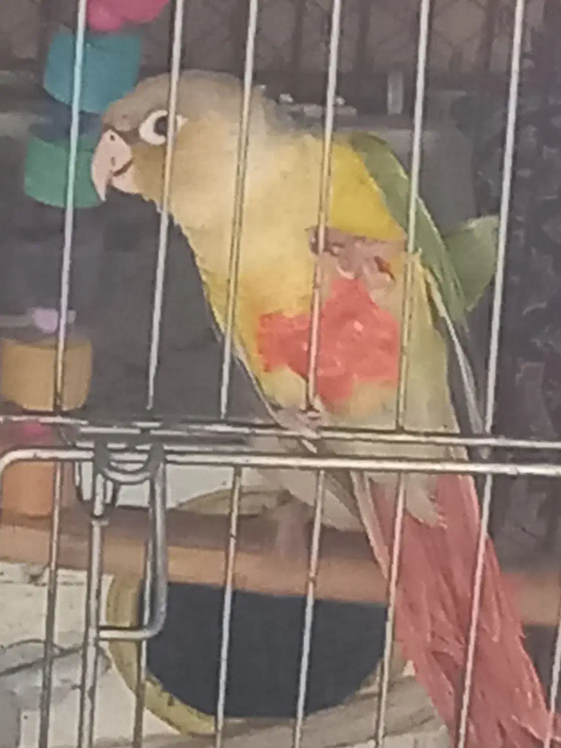 جوجه گیرینجیک|پرنده|پارسآباد, |دیوار