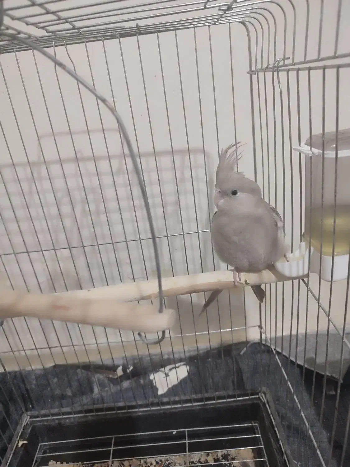 عروس هلندی|پرنده|بهارستان, |دیوار