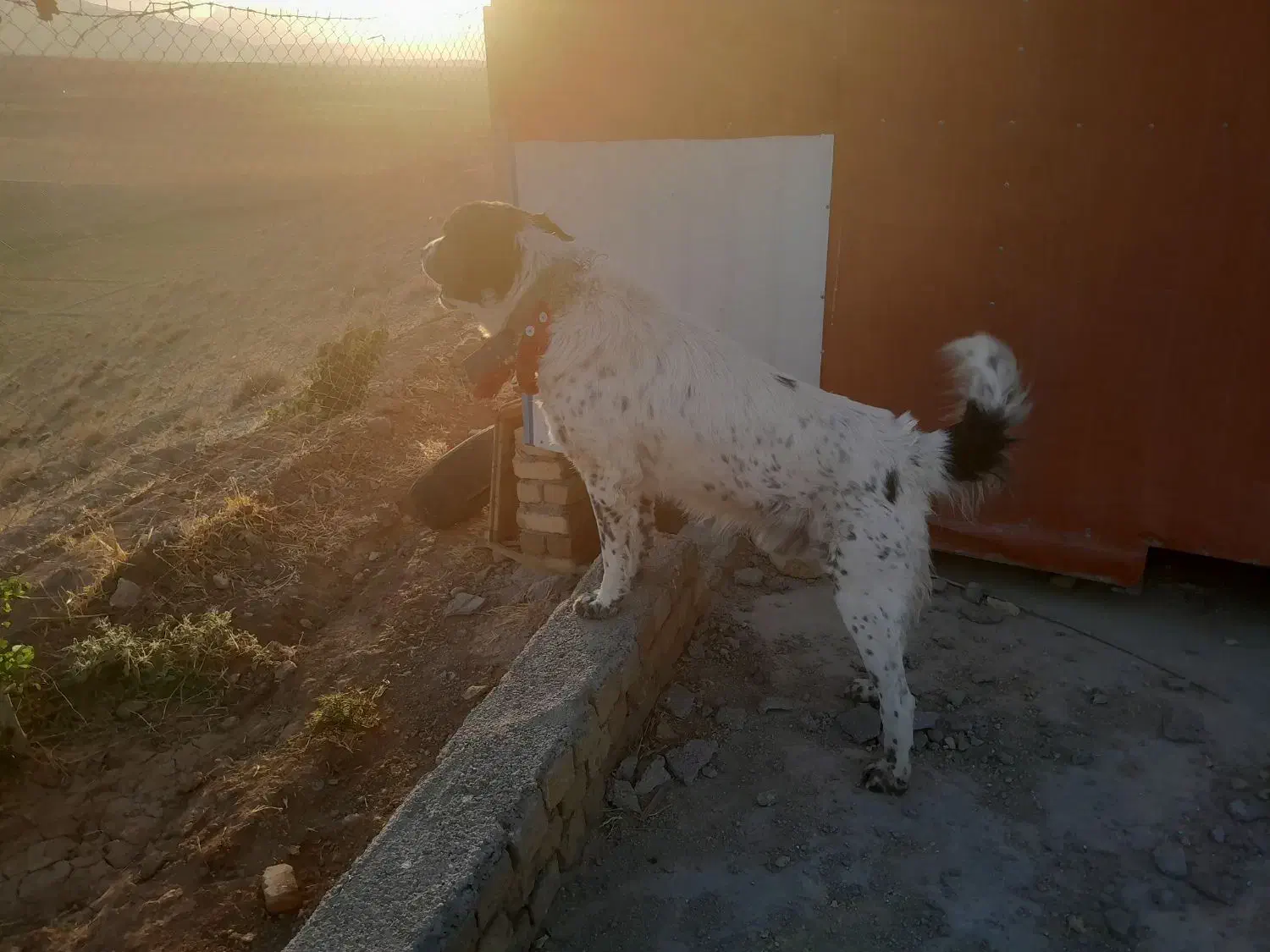 گمشده|حیوانات|دورود, |دیوار