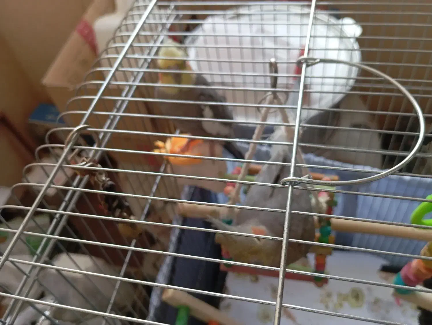 عروس هلندی|پرنده|یزد, |دیوار