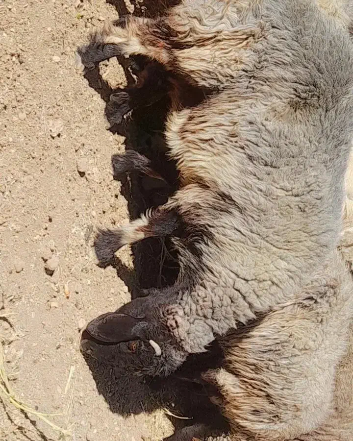 میش داشتی|حیوانات مزرعه|صمصامی, |دیوار