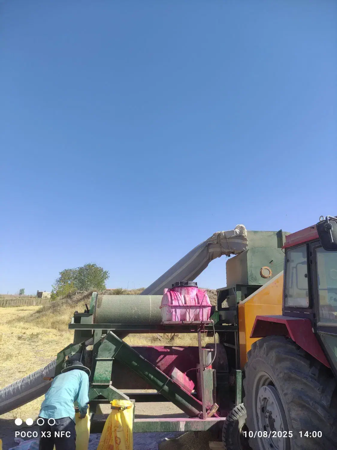 گندم بذری پیشگام|گل و گیاه طبیعی|زنجانرود, |دیوار