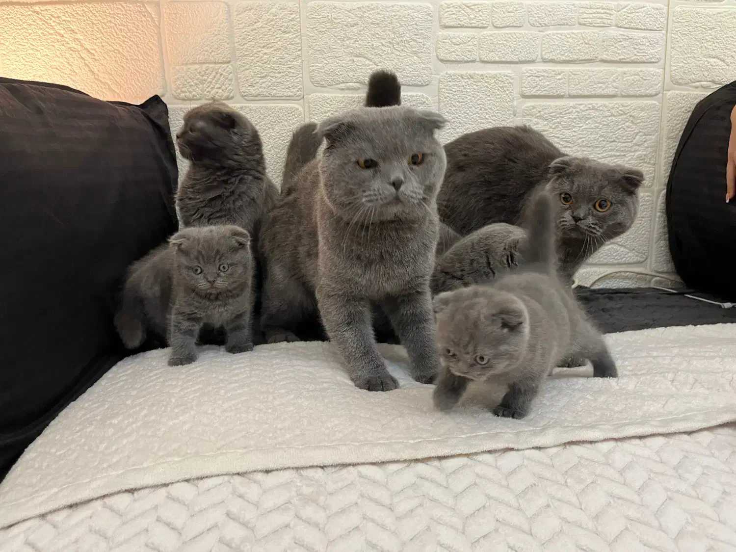 اسکاتیش فولد بلویی|گربه|کرج, باغستان|دیوار