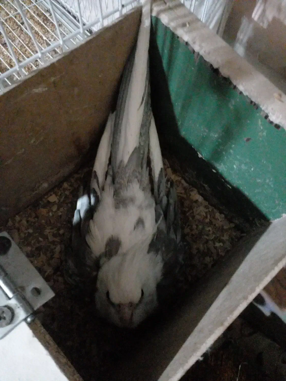 عروس هلندی مولد همراه تخم وجوجه|پرنده|زبرخان, |دیوار