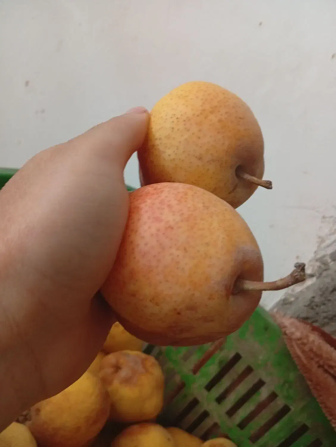 گلابی|خوردنی و آشامیدنی|گلبهار, نوبهار|دیوار