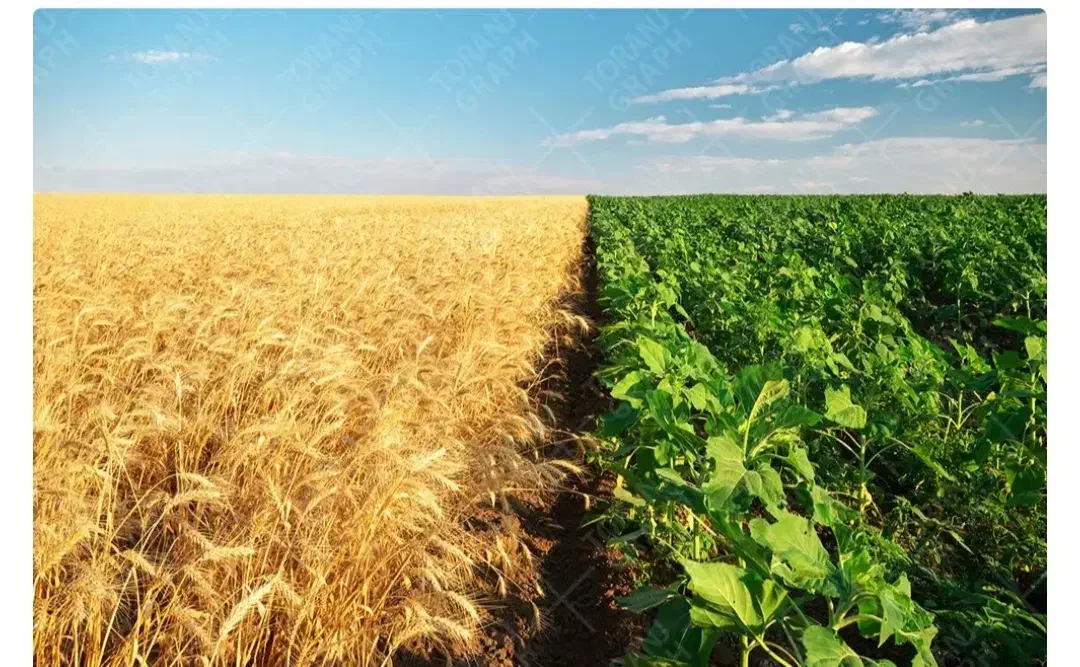 اجاره زمین کشاورزی|اجارهٔ دفتر صنعتی، کشاورزی، تجاری|دینور, |دیوار