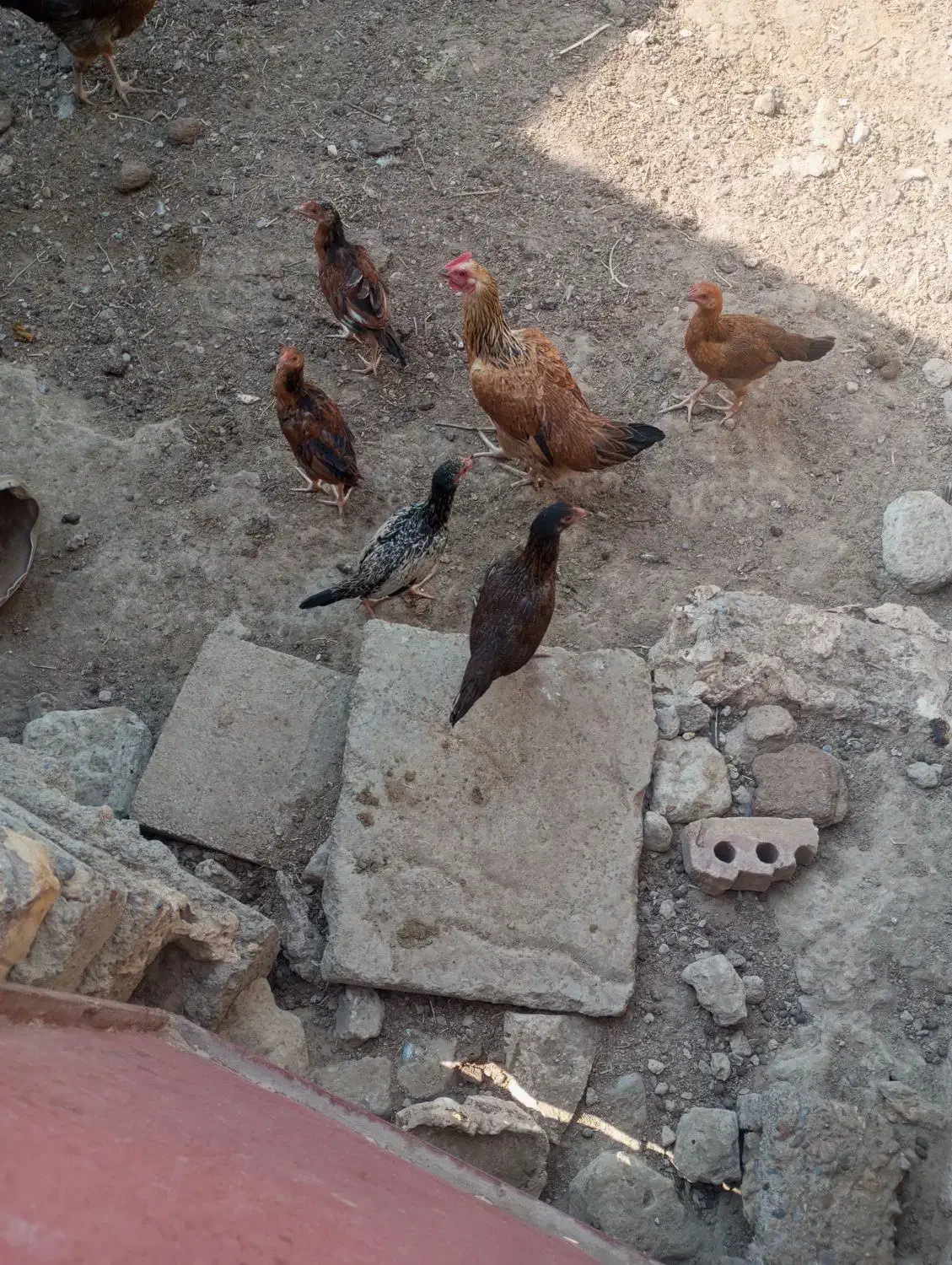 پنج عدد جوجه محلی|حیوانات مزرعه|خمک, |دیوار