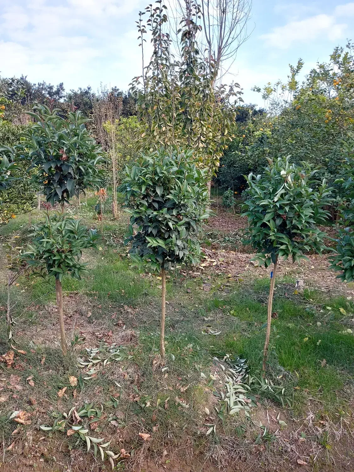 برگ نو طرح پیوند|گل و گیاه طبیعی|کلاچای, |دیوار