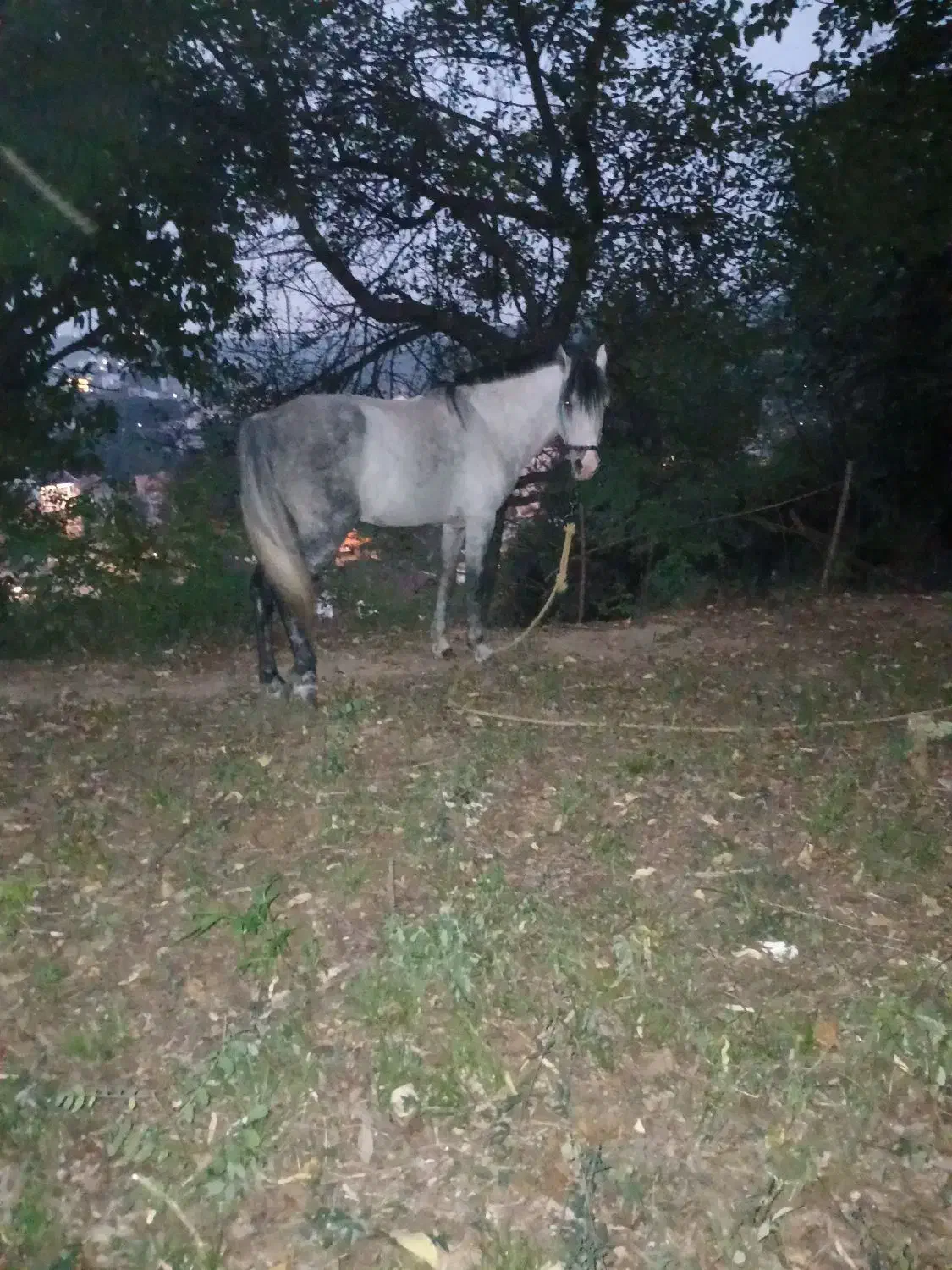 فروش اسب نریان نژاد کاسپین|اسب و تجهیزات اسبسواری|لاهیجان, آهندان|دیوار