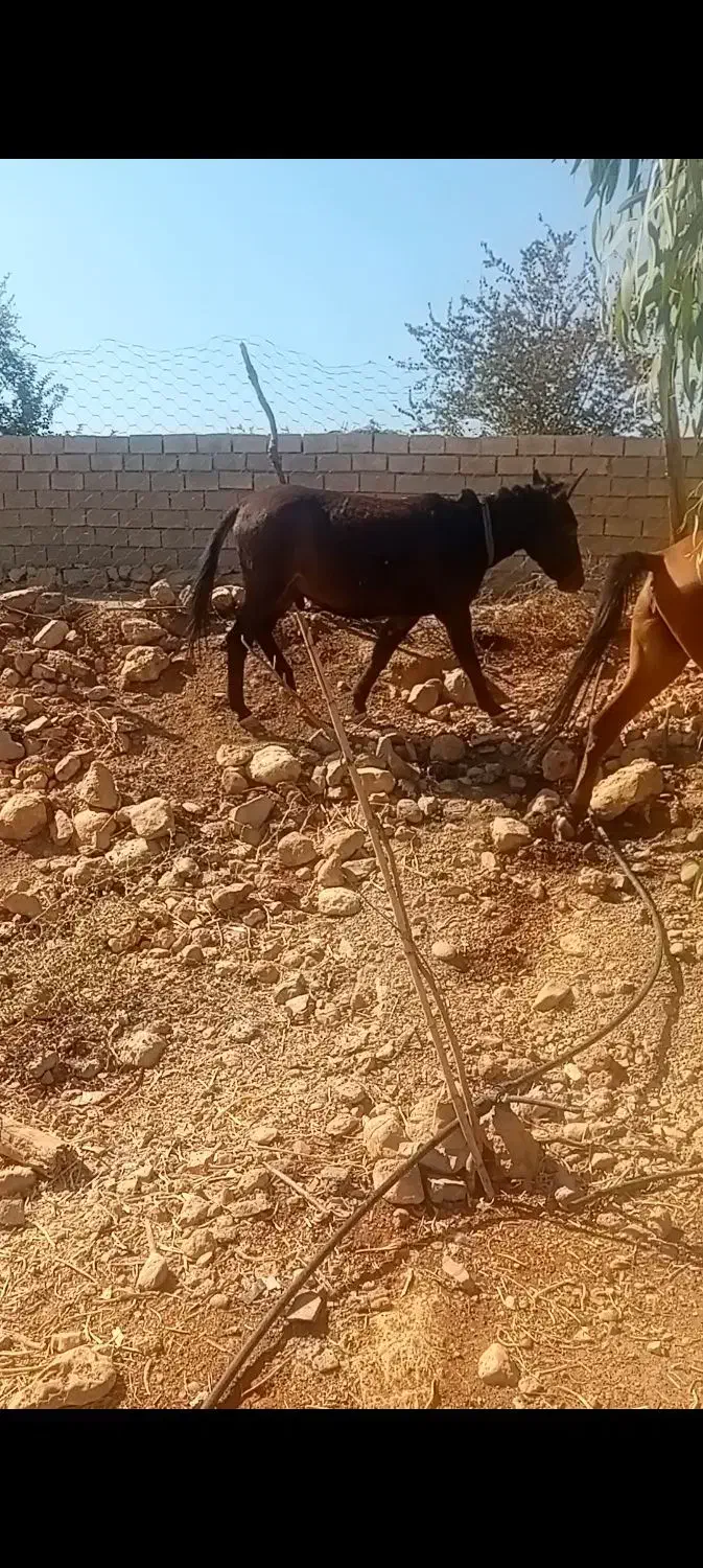 قاطر فروشی|حیوانات مزرعه|اندیمشک, |دیوار